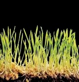 Sprouted Whole Wheat bread, Nancy Walker, Healthy Eating